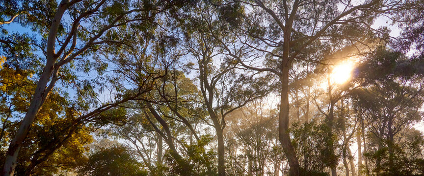 Australian bush, eucalyptus lush tree canopy sunlight