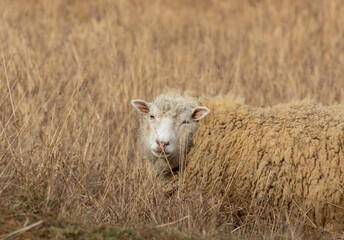 Obraz premium 振り向く羊