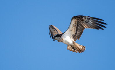 羽ばたくミサゴ