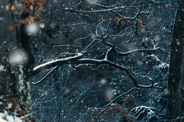 Snowflakes falling on tree branches, heavy snowfall in mountains, forest scene
