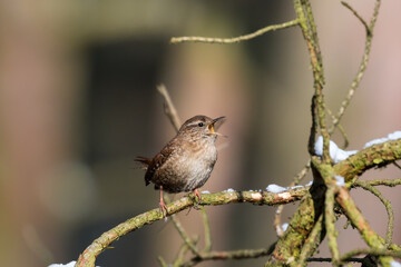 The Eurasian wren sitting on a twig, Troglodytes troglodytes, a bird that makes interesting sounds, sings beautifully, small, fast and agile, builds a nest in the windings