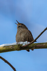 Obraz premium The Eurasian wren sitting on a twig, Troglodytes troglodytes, a bird that makes interesting sounds, sings beautifully, small, fast and agile, builds a nest in the windings