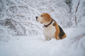 portrait of a beagle dog for a walk in a snowy winter park