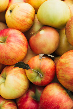 Fresh Honeycrisp Apples