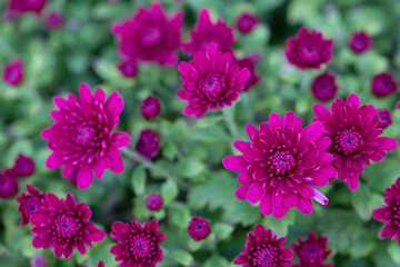 Fototapeta premium Beautiful flowers. Background pink chrysanthemums and green leaves close-up.