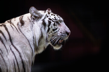 White tiger close-up on a dark background.