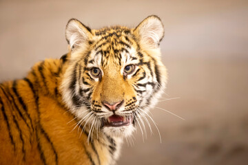 Close-up of a tiger's face. A beautiful wild feline.