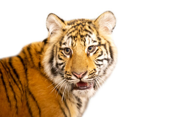 Red tiger on a white background.