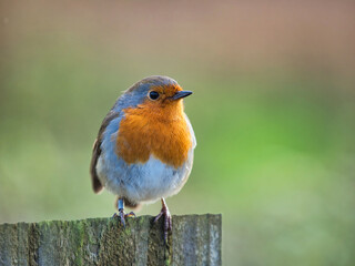 Fototapeta premium English Robin at Seaton Wetlands