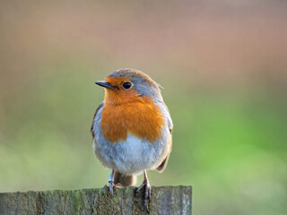 English Robin at Seaton Wetlands