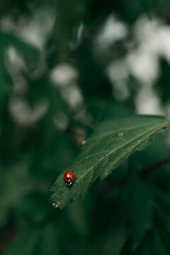 Ladybug On The Leaf