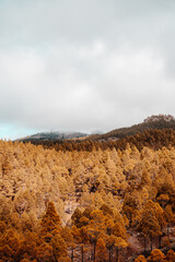 A sea of yellow and red pine tree forest on an overcast cloudy day. Autumn trees and grey skies....