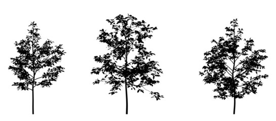 Black silhouette of deciduous tree icon isolated on white background. 