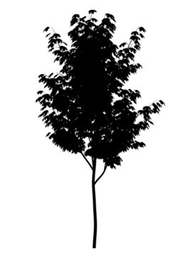 Black silhouette of deciduous tree icon isolated on white background. 