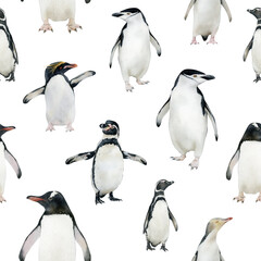 Watercolor penguin seamless pattern isolated on white background. Hand-drawn winter backdrop for fabric, clothing, wrapping paper, decor. Antarctic animals: chinstrap, macaroni, Humboldt, Gentoo
