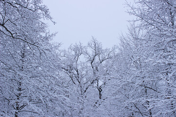 winter forest in the winter, trees in winter,snow covered trees, snow on the branches of a tree, snow covered branches, snow on the branches