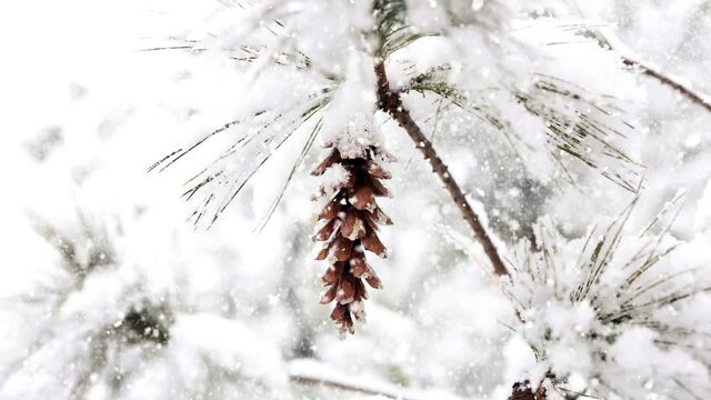 Snow falling on the pine trees and the winter scenery

