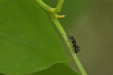 Busy ant in a macro shot on a leaf.