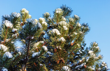 Pine tops in winter on a sunny day