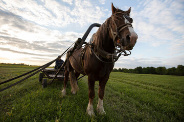 A horse with a cart stands on the field, and a villager sits in the cart.