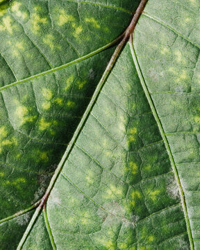 Close up of infected leaves.