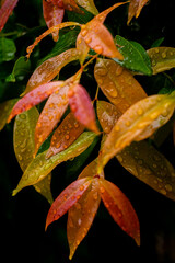 Fototapeta premium a colorful wet leaves
