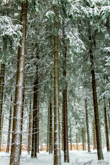 Schöne Winterlandschaft auf den Höhen des Thüringer Waldes bei Schmiedefeld - Thüringen