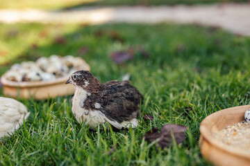 Calm black and white bird, slowly going towards it's eggs.