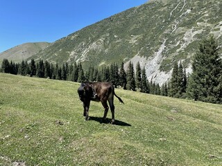 Fototapeta na wymiar mountains lake of Kyrgyzstan, cow