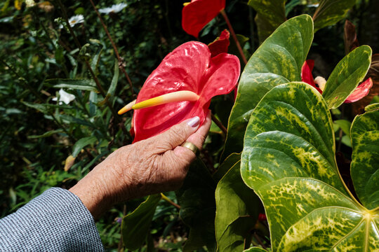 Senior woman touching a flower