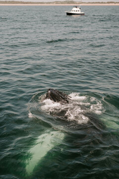 A humpback whale reaching the surface of the water