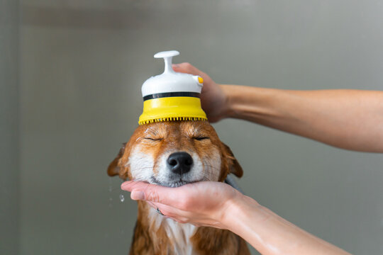 Cute zen Dog shower