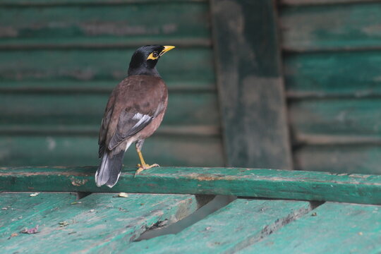 A scene where a starling bird is sitting