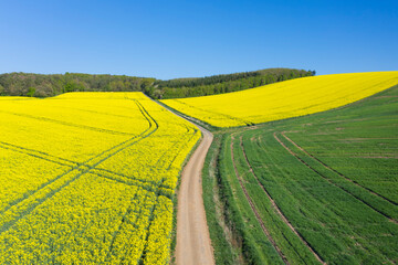 Drone view of countryside dirt road cutting through vast oilseed rape field in spring