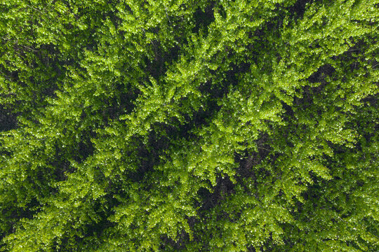 Drone view of rows of green commercially grown poplar trees in springtime