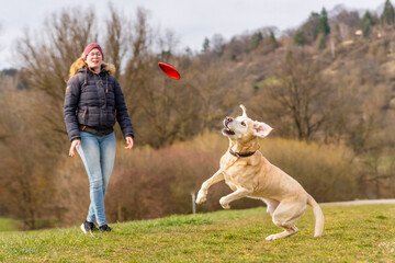 Young woman with labrador jumping to catch plastic disc