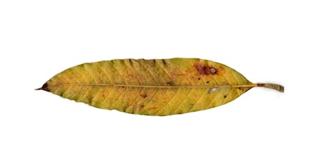 leaf isolated on white background	