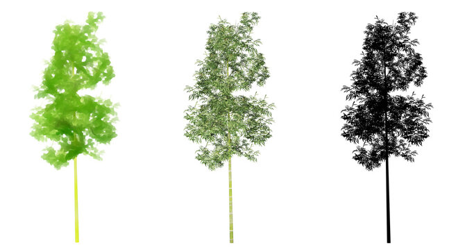 Set or collection of Bamboo trees, painted, natural and as a black silhouette on white background. Concept or conceptual 3d illustration for nature, ecology and conservation, strength, endurance