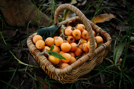 Basket of freshly picked loquat fruit. 