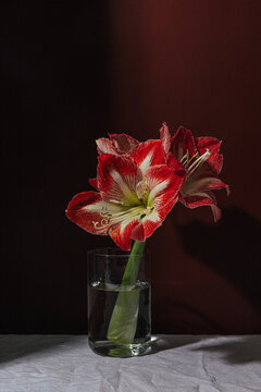 Amaryllis flower in glass vase