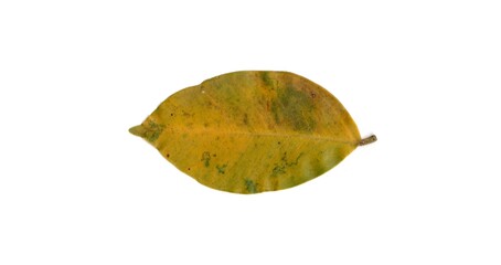 leaf isolated on white background	