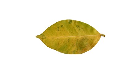 Fototapeta premium leaf isolated on white background 