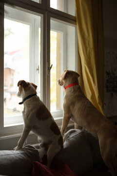 Curious Dogs Looking Through The Window 