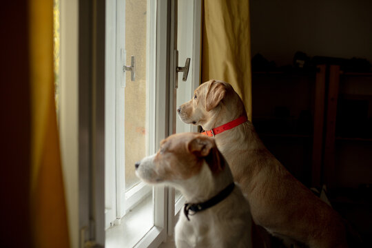 Dogs Sitting Near The Window