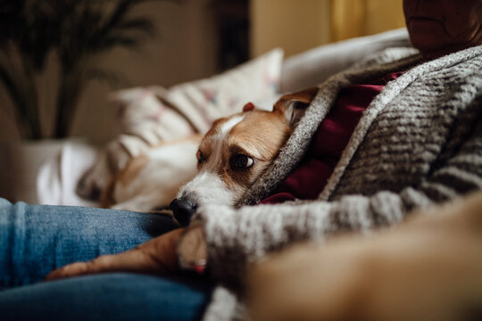 Dog Curled Up On The Couch 