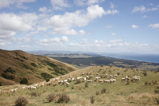 Typical New Zealand landscape on a sunny afternoon. 