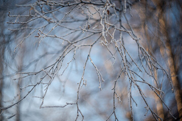 Fototapeta na wymiar very beautiful frozen winter forest