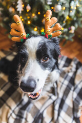 Funny portrait of cute puppy dog border collie wearing Christmas costume deer horns hat near christmas tree at home indoors background. Preparation for holiday. Happy Merry Christmas concept