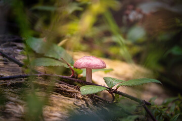 mushrooms in the forest