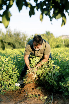 Mature gardener harvesting peanuts